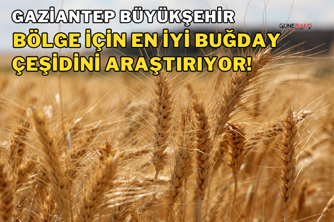 Gaziantep Büyükşehir, bölge için en iyi buğday çeşidini araştırıyor! 